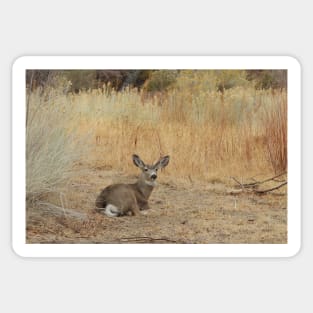 Deer, Wildlife, Mule Deer, Buck, Nature, Gifts Sticker